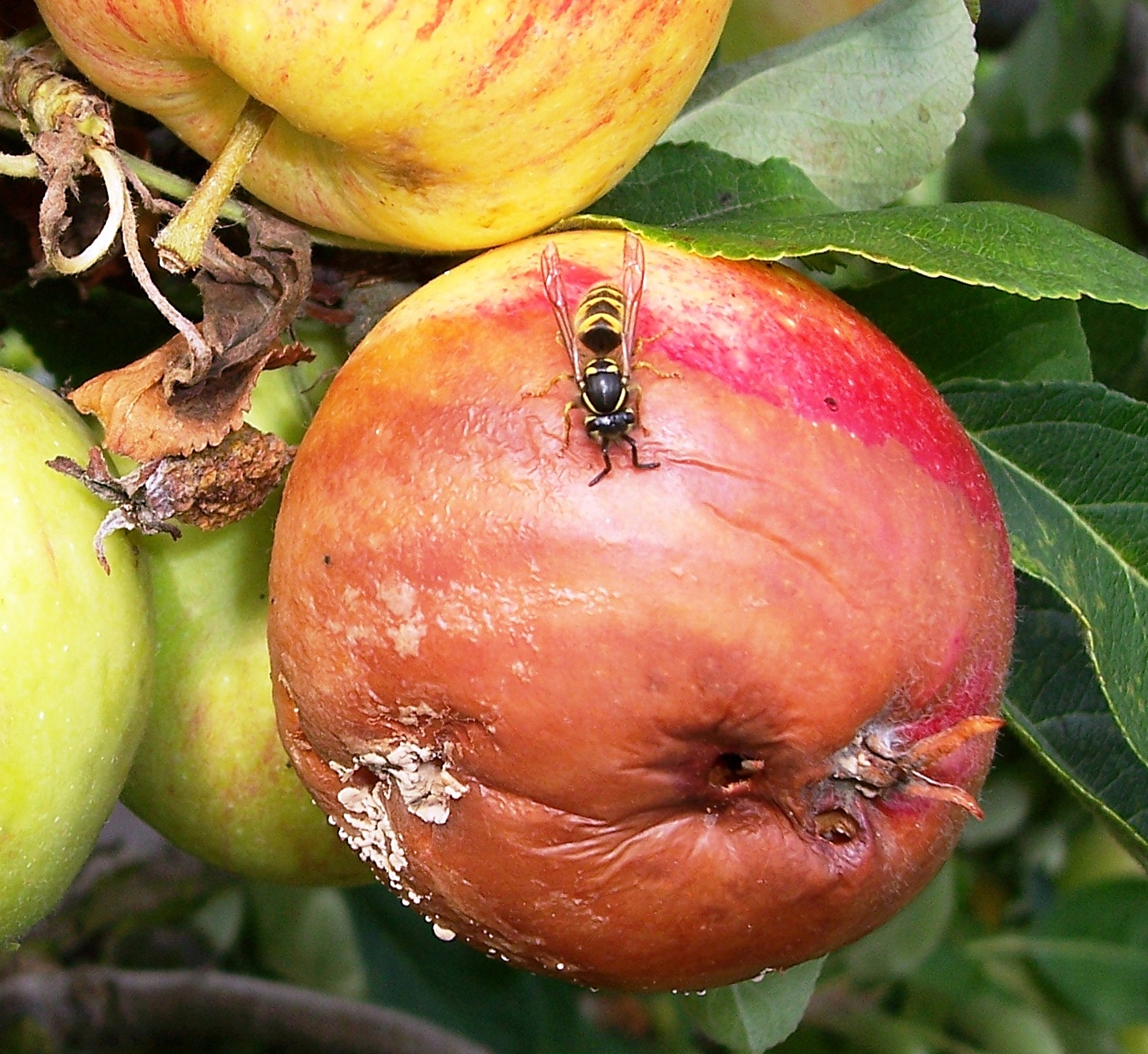 05_Wespe auf Monilia-Apfel